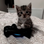 -KIttenss-