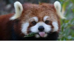 Club Panda!