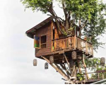 dynasty of the treehouse?