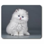 Fluffy fat cats