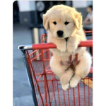Join this group of you love dogs