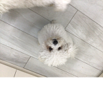The fluffy cute and adorable dog group