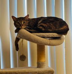Kittycats Club!