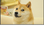 Ninja doge games