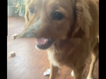 Goofy golden doodle(my dog)