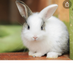 Bunny cute and soft