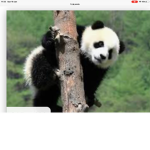 Itz_The_Pandas
