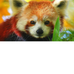Red Panda Games TM