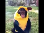 banana monkey
