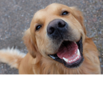 we love dogs dogs is best animalu