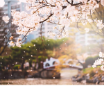 Little_Blossom