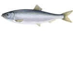FISH CLUB FISH
