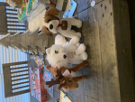 Animal world1234