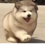 The Fluffy bois!