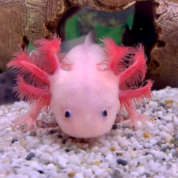 axolotl hang out