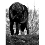 Muscle wolf-boss