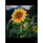 Tik tok dream flower squad