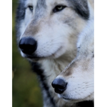 Woof and dog Group