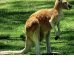 Aesthetic Kangaroo’s!
