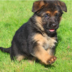 #dogs rock