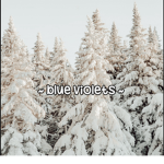 ~ blue violets ~