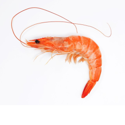 Shrimp Hangout!!!