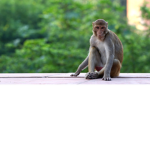 Amazing Monkey Fan Club