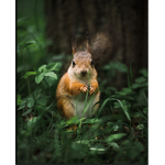 Squirrel are cute and soft