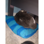 Hello hello cat