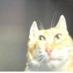3meep8