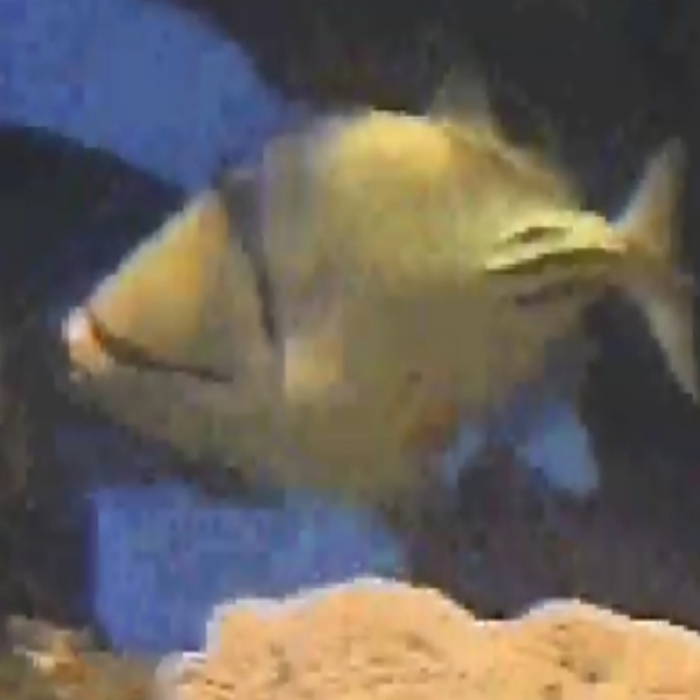 expedito fish Roblox decal
