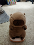 Kaisar's capybara group