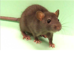 Adorable Rat Lovers<3