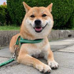I love dog dog