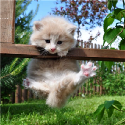 kitten