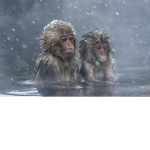 snow monkey thing