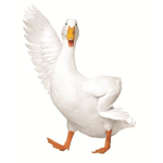 vibe duckies