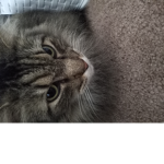 THE UNITED STATES OF GEORGIA CATS
