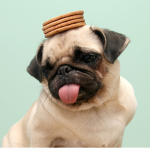Pug Wielders!