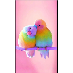 Budgie bird squad