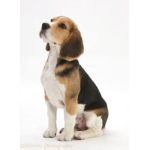 Beagles squad