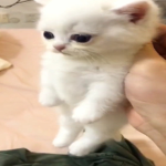 this cat