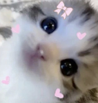 Catsarecute213