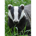 Badger beasts
