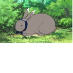 offical rabbit squad