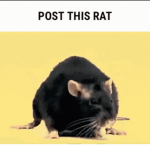 THE RATZONE