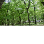 대한산