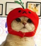 Cats closet games