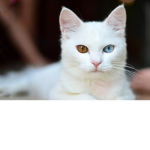I got dem Eyes