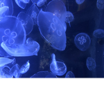 MDsparkle